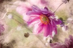 Tn15022309-Herbstanemone - Thimbleweed - Anemone hupehensis
